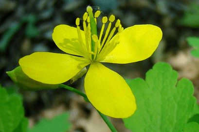 cvijet biljke celandina za uklanjanje papiloma